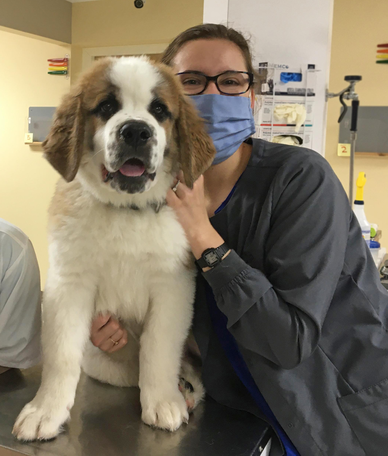 Careers Vet in Dansville Dansville Animal Hospital