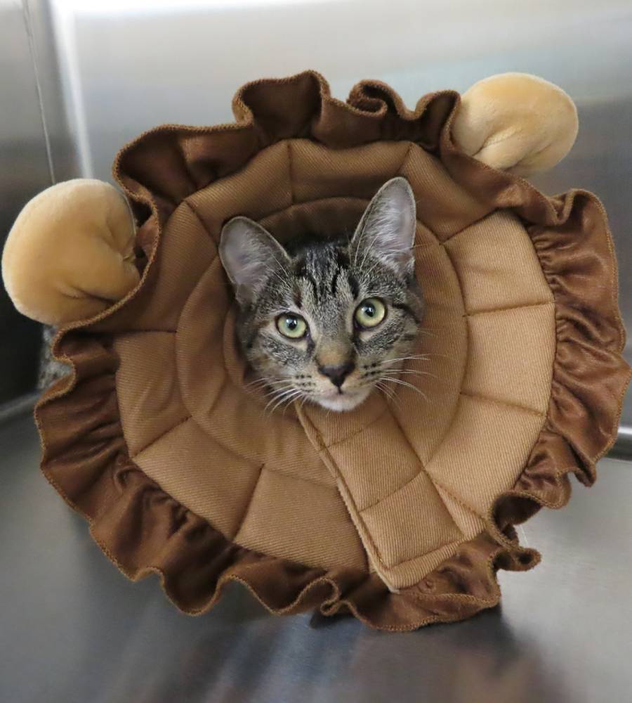 Surgery Vet in Dansville Dansville Animal Hospital